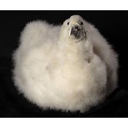 <em>Diomedea exulans</em>, Wandering Albatross. [60760]