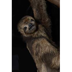 Close up of face and shoulder of taxidermy sloth specimen.