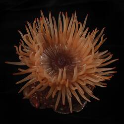 <em>Phlyctenactis tuberculosa</em>, Swimming Anemone, model. [F 313921]