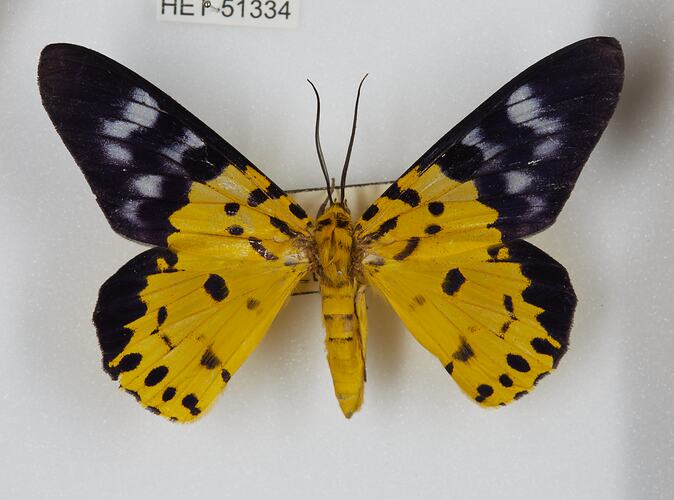 <em>Dysphania militaris</em>, False Tiger Moth. [HET 51334]
