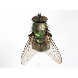 Dorsal view of pinned blowlfy specimen.