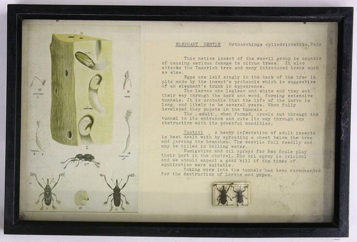 Botanical Specimen Display - Elephant Beetle