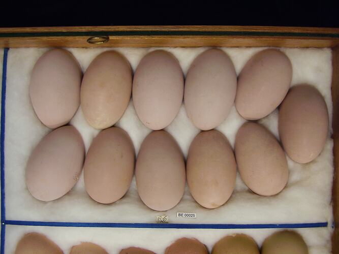 Detail of eleven bird eggs with specimen label.