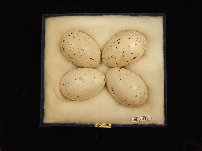 Four bird eggs with specimen labels in box.