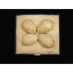 <em>Gallirallus castaneoventris castaneoventris</em>