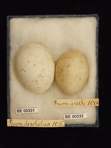 Two bird eggs with specimen labels in box.