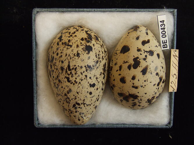 Two bird eggs with specimen labels in box.