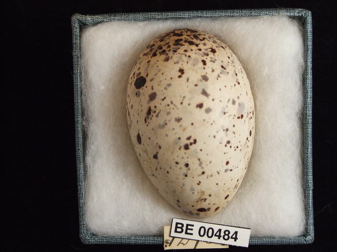 Bird egg with specimen labels in box.