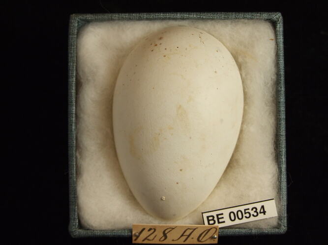 Bird egg with specimen labels in box.