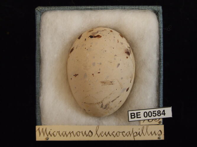 Bird egg with specimen labels in box.