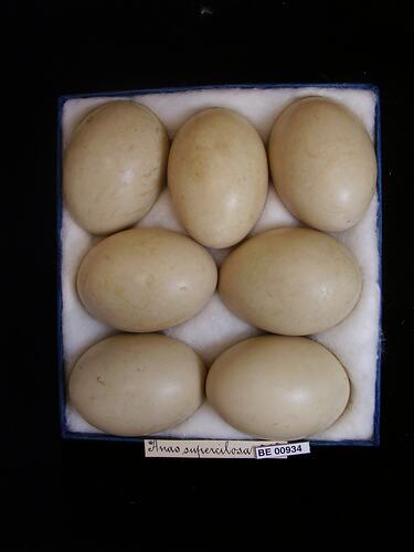 Seven bird eggs with specimen labels in box.