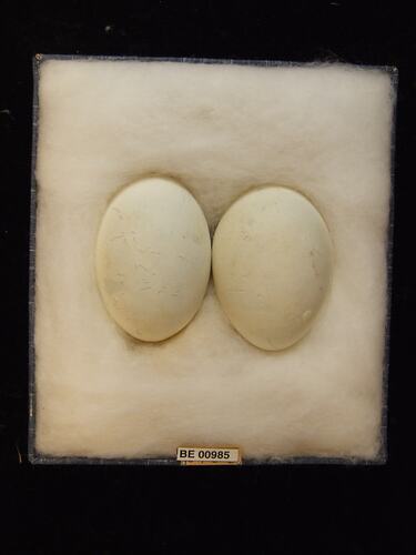 Two bird eggs with specimen labels in box.