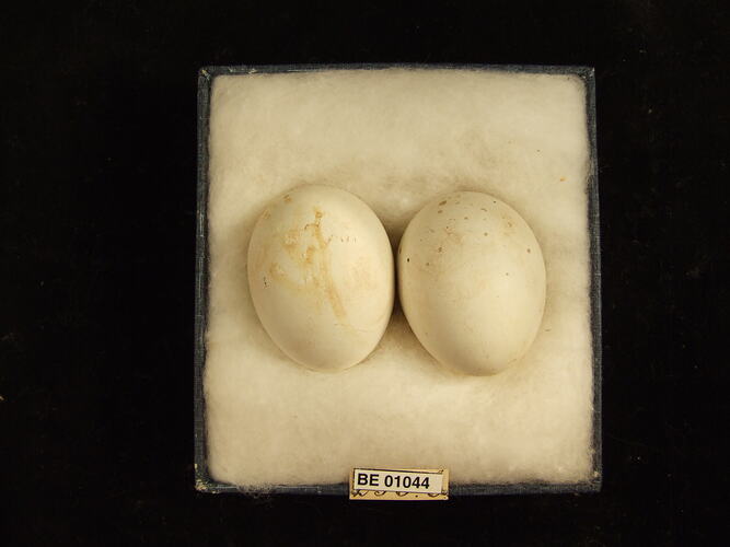 Two bird eggs and specimen labels in box.