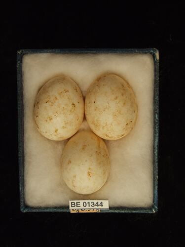 Three bird eggs with specimen labels in box.