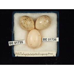 <em>Cuculus pallidus</em>