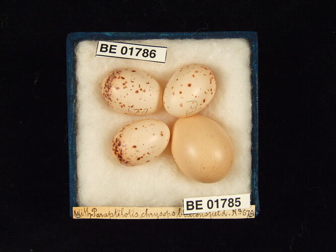 Four bird eggs with specimen labels in box.