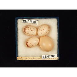 <em>Cuculus pallidus</em>