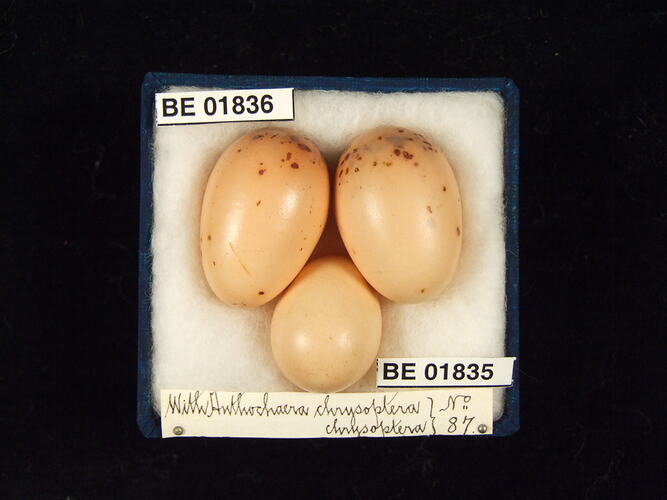 Three bird eggs with specimen labels in box.