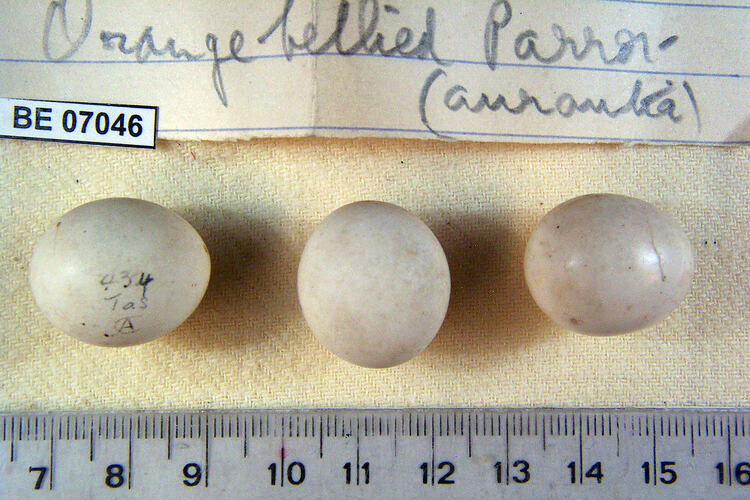 Three bird eggs and specimen labels beside ruler.