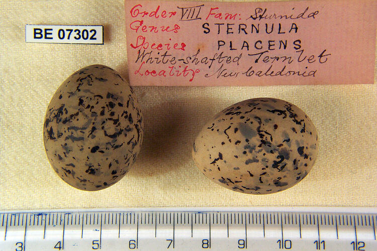 Two bird eggs with specimen labels beside ruler.