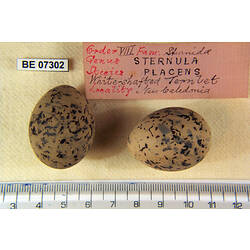 <em>Sternula albifrons sinensis</em> (Gmelin, 1789)