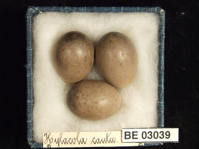 Three bird eggs in box with labels.