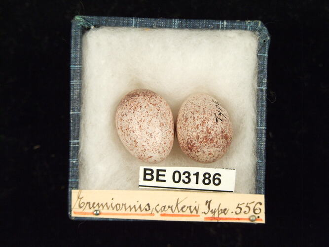 Two bird eggs in box with labels.