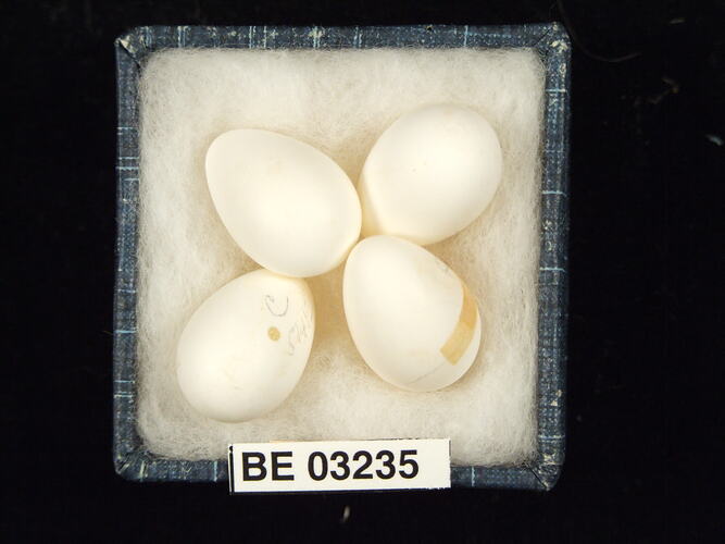 Four bird eggs in box with labels.