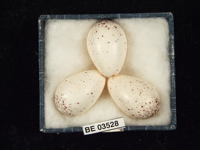 Three bird eggs in box with specimen labels.