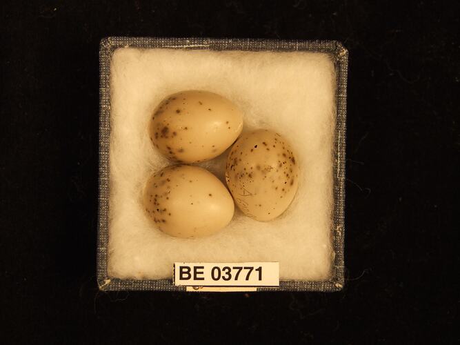 Three bird eggs in box with specimen labels.