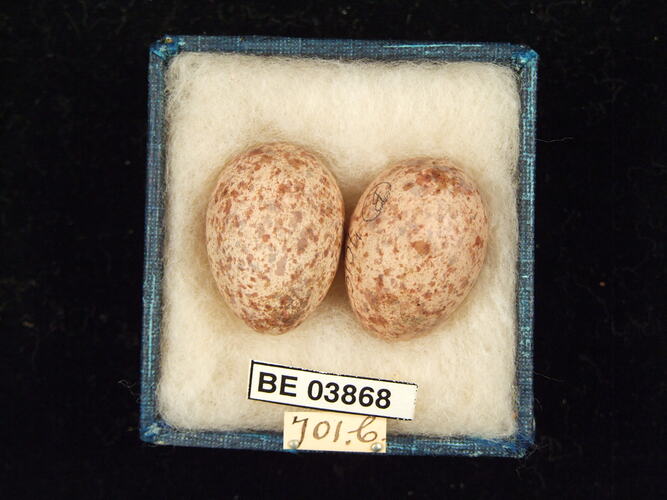 Two bird eggs in box with specimen labels.