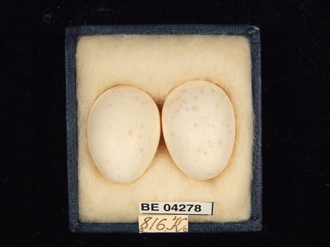 Two bird eggs in box with specimen labels.
