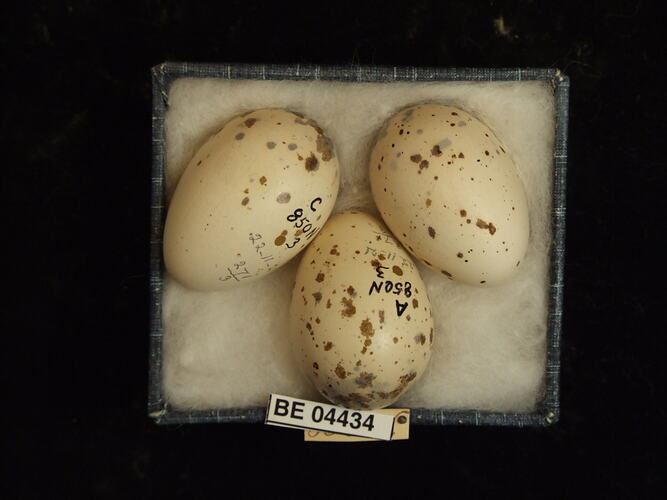 Three bird eggs in box with specimen labels.