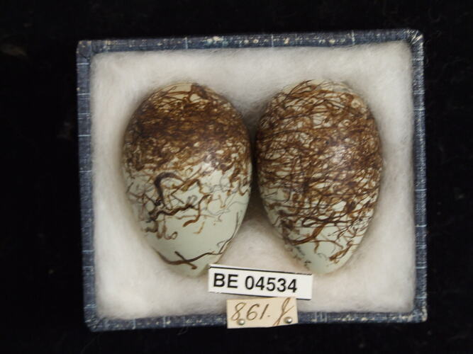 Two bird eggs with specimen labels in box.