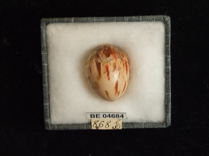 Bird egg with specimen labels in box.