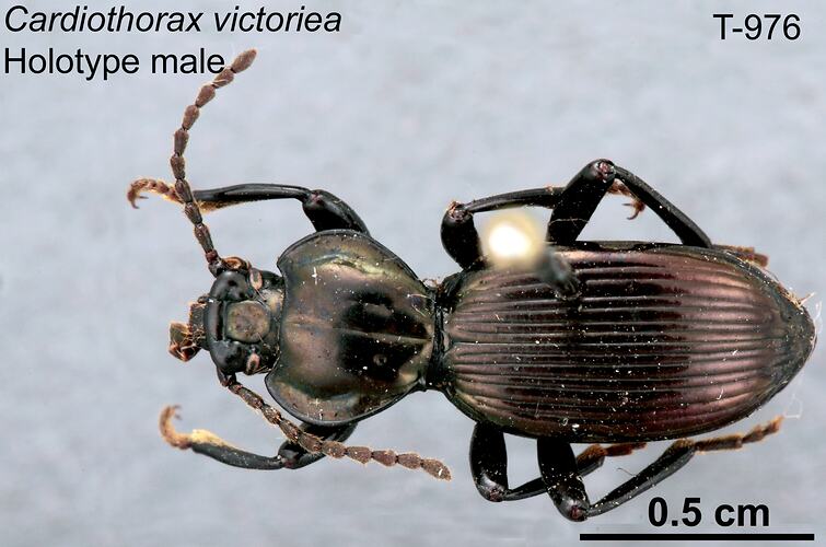 Beetle specimen, male, dorsal view.