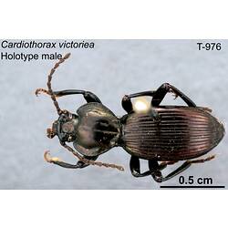 Beetle specimen, male, dorsal view.