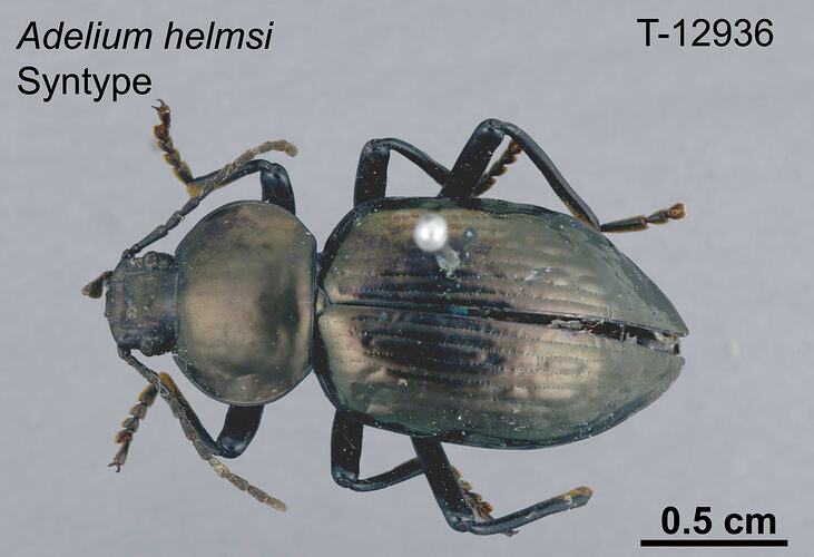 Beetle specimen, dorsal view.