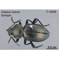Beetle specimen, dorsal view.