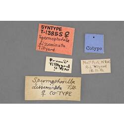 Entomology type specimen labels.