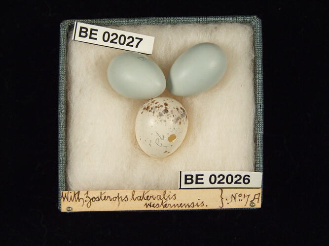 Three bird eggs with specimen labels in box.
