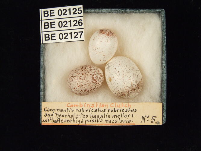 Three bird eggs with specimen labels in box.