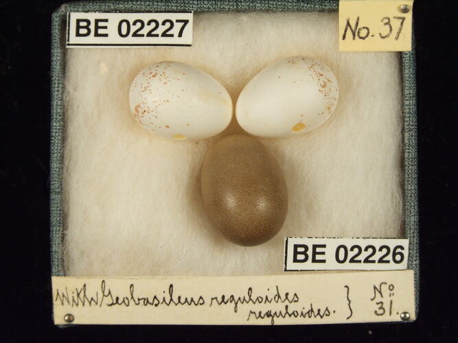 Three bird eggs with specimen labels in box.