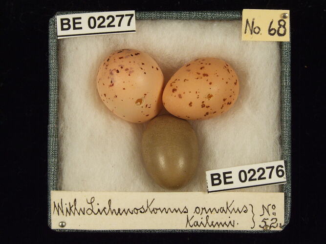 Three bird eggs in box with specimen labels.