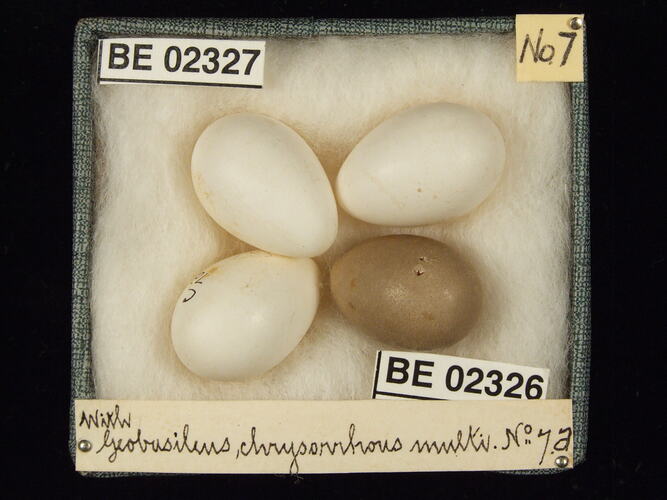 Four bird eggs with specimen labels in box.