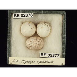 <em>Chrysococcyx basalis</em>