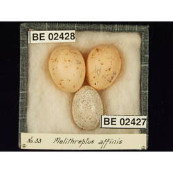 <em>Chrysococcyx basalis</em>