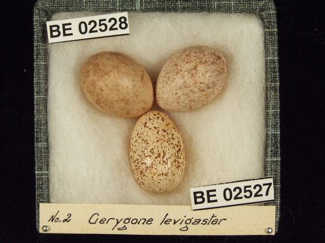 Three bird eggs with specimen labels in box.