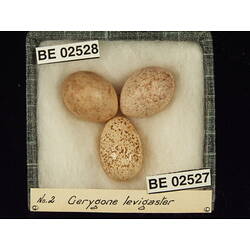 <em>Chalcites basalis</em> (Horsfield, 1821)