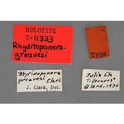Entomology type specimen labels.